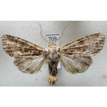 Apamea remissa (Hübner, 1809) Czech70b